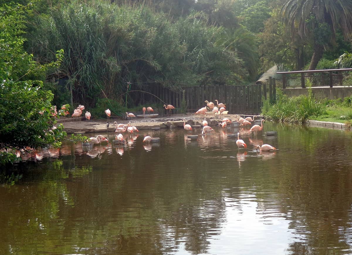 สระน้ำใน Ecoparque Buenos Aires มีฝูงนกฟลามิงโก้เดินเล่นริมฝั่ง ล้อมรอบด้วยต้นไม้นานาชนิดและพืชสีเขียวสด