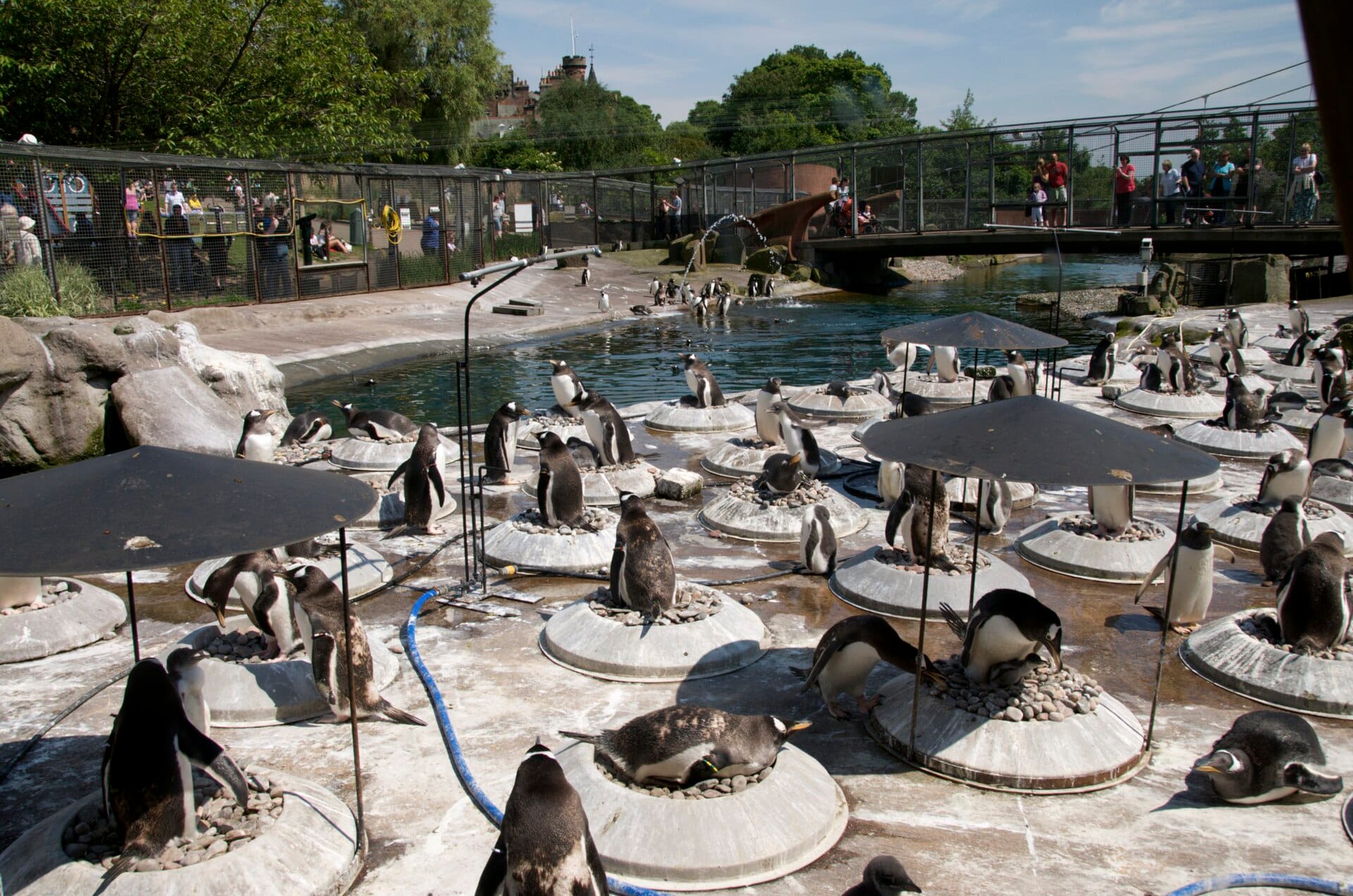 Das Pinguingehege im Edinburgh Zoo mit zahlreichen Pinguinen auf runden Plattformen, einem Teich, Besuchern im Hintergrund und Bäumen ringsherum.