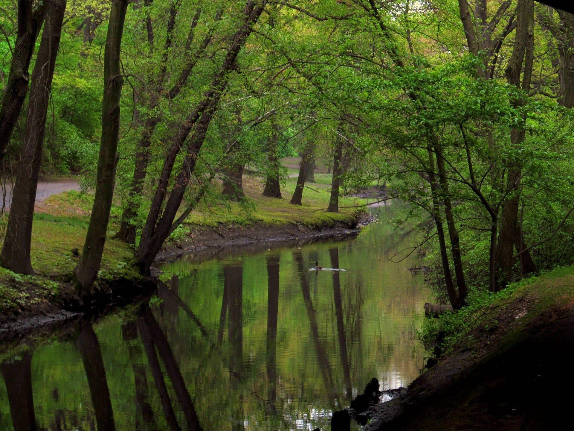 Un rigoglioso vialetto alberato e una tranquilla via d'acqua nel sistema di parchi Emerald Necklace di Boston, con riflessi di fogliame verde sulla superficie.