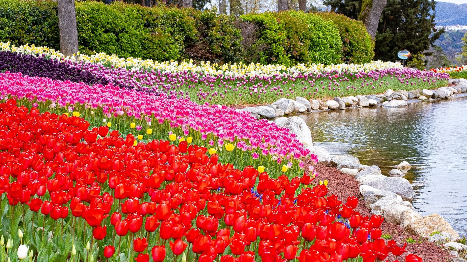 Aiuole di tulipani vivaci e multicolori si curvano attorno a uno specchio d'acqua, incorniciate da prati verdi e cespugli rigogliosi all'Emirgan Park durante la stagione dei tulipani.