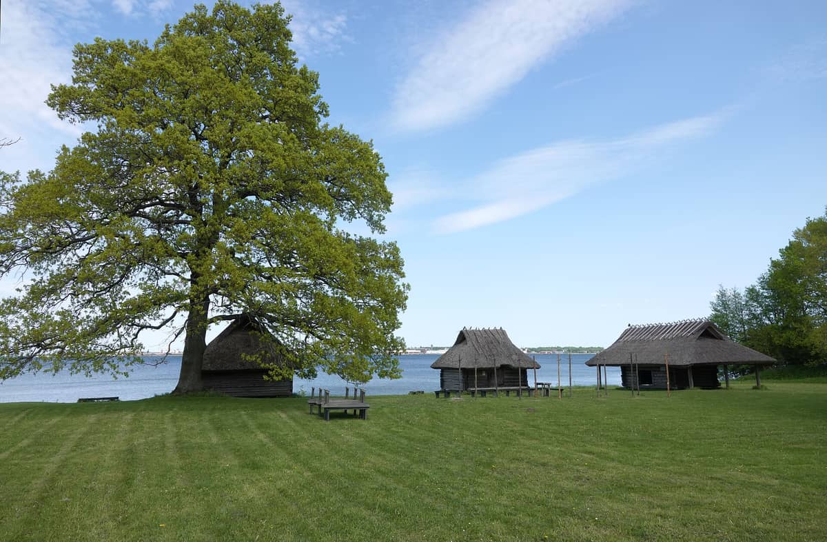 Drei traditionelle Holz- und Reetdachhäuser mit einem großen Baum und dem Meer im Hintergrund im Estnischen Freilichtmuseum in Tallinn.