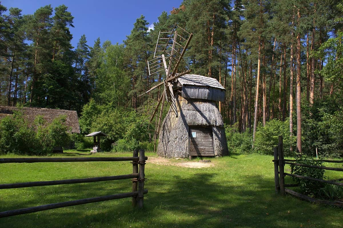 Traditionelle hölzerne Windmühle, umgeben von hohen Kiefern und grünem Gras im Ethnografischen Freilichtmuseum Lettlands an einem sonnigen Tag.