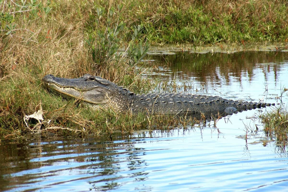 An alligator partially on the grassy bank and partially in the water surrounded by natural Everglades vegetation.