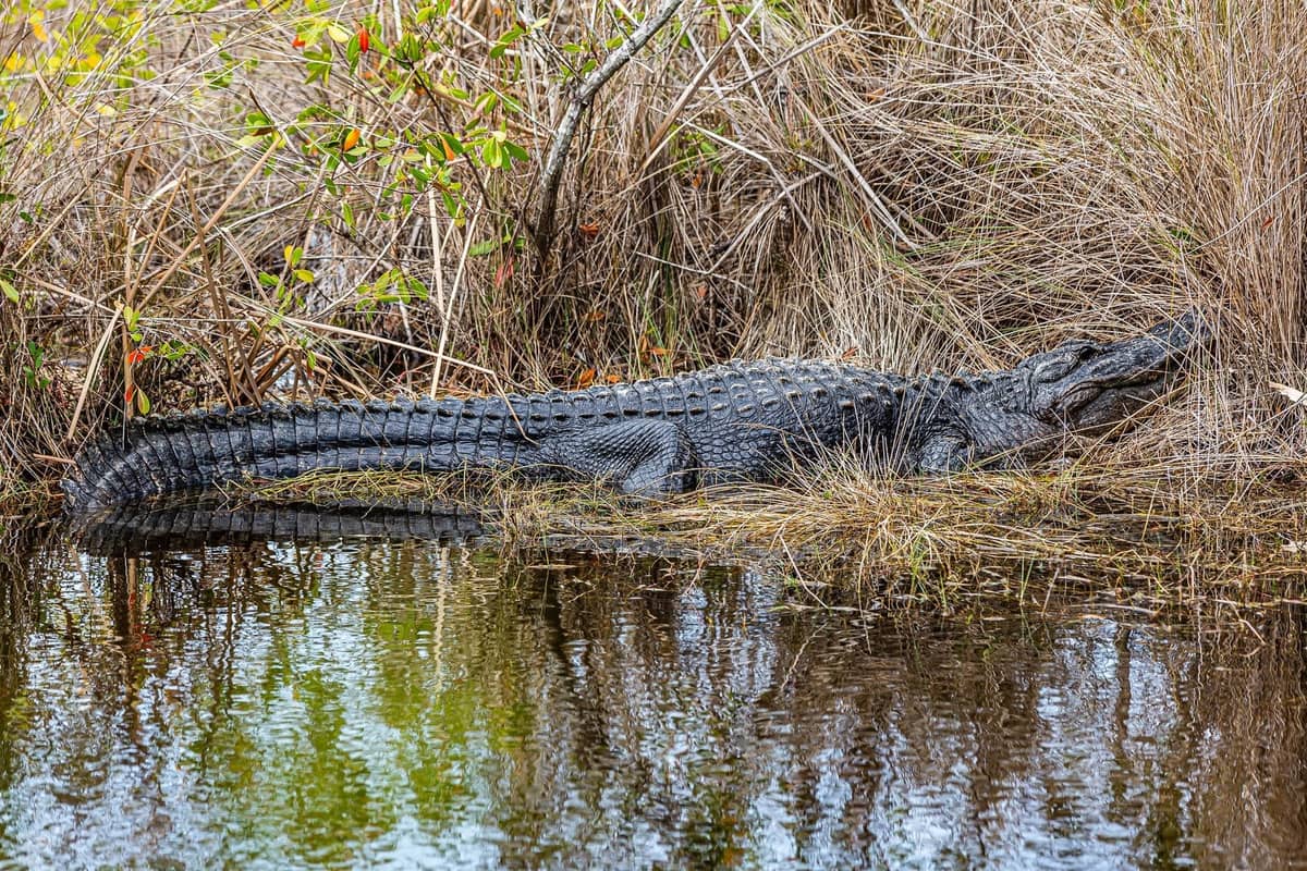 American alligator resting on bank beside water in the Everglades, surrounded by dry grasses and low vegetation.