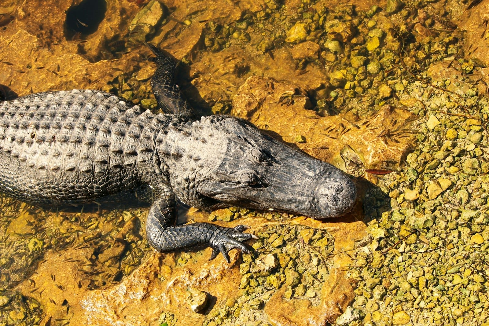 Un grande alligatore a riposo in acque basse, con il corpo ben visibile e la pelle ruvida e squamosa illuminata dal sole delle Everglades.
