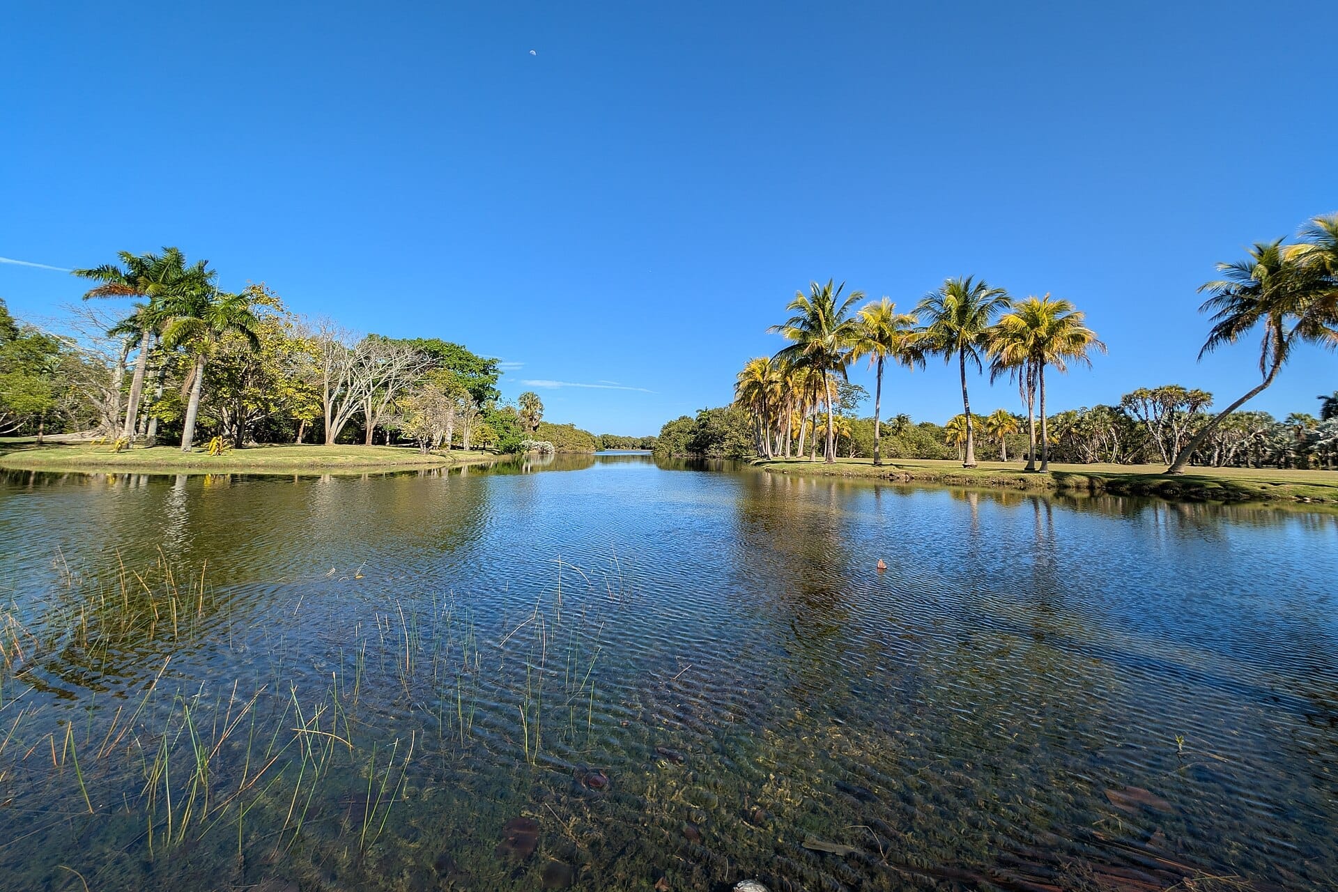 Lago tranquillo circondato da palme e rigogliosa vegetazione sotto un cielo azzurro sereno al Fairchild Tropical Botanic Garden a Miami.