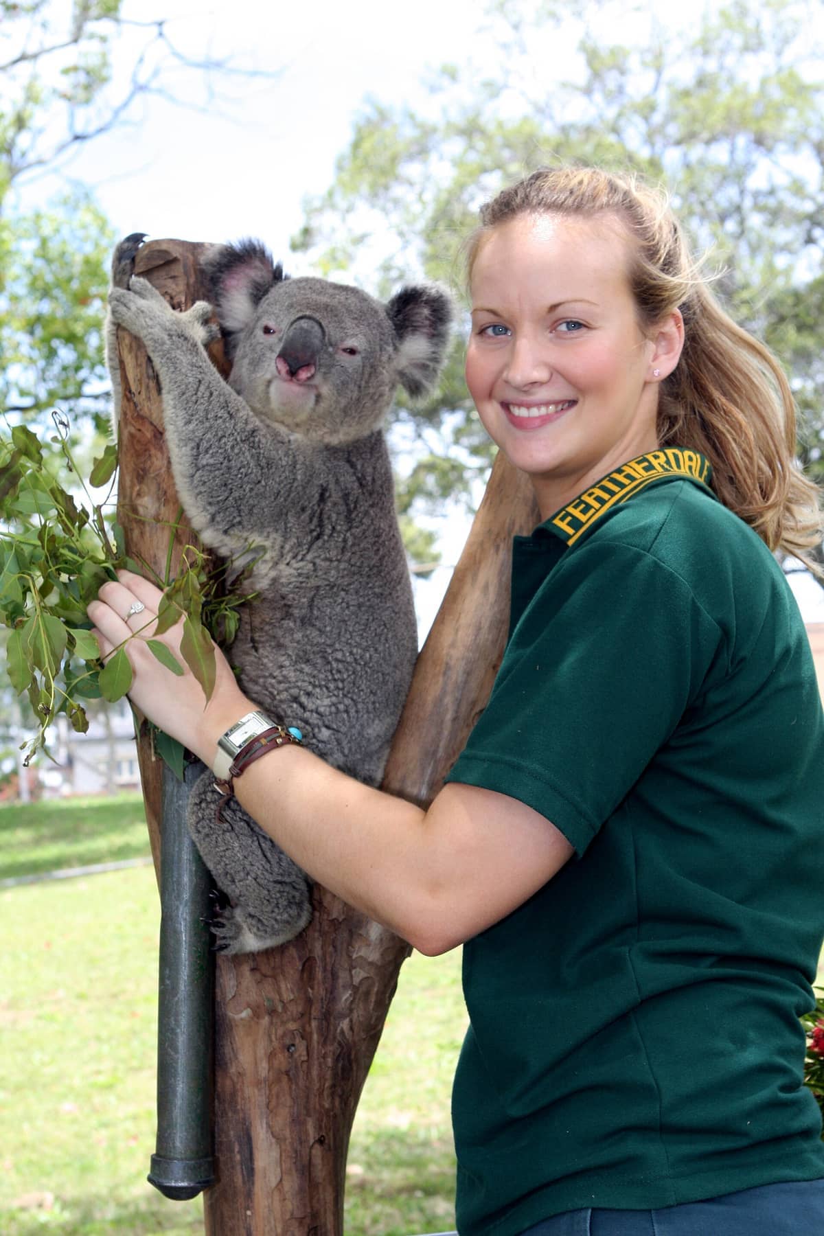 Un miembro del personal de Featherdale Sydney Wildlife Park sonríe mientras sostiene un koala en una rama de árbol en un entorno al aire libre con césped.