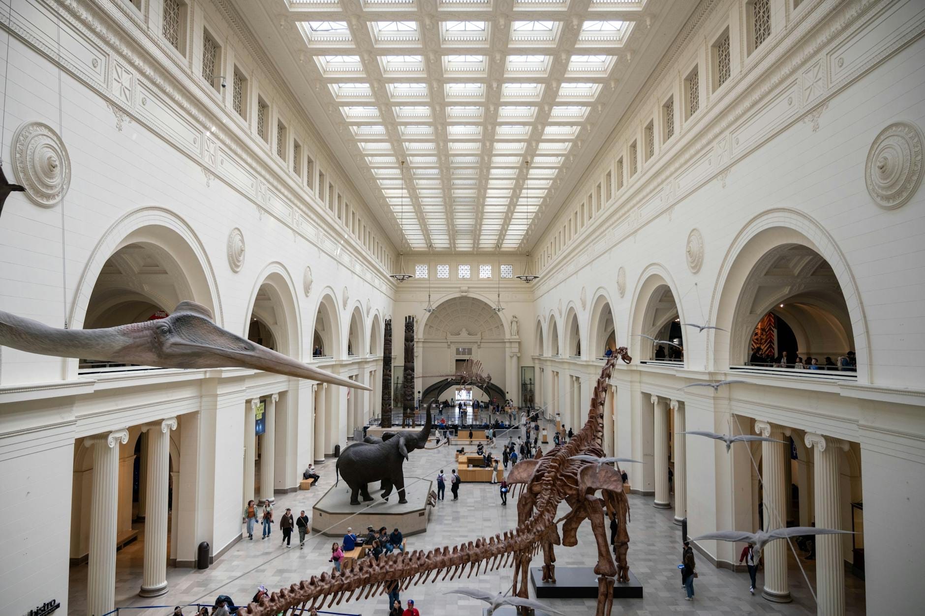 La grande hall del Field Museum of Natural History con scheletri di dinosauri, soffitti altissimi e visitatori che esplorano le mostre in uno spazio luminoso e grandioso.