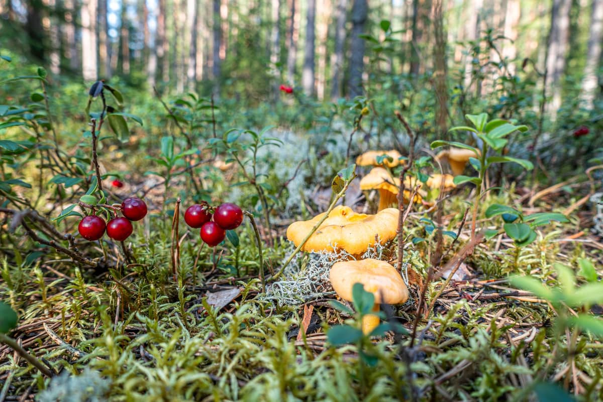 Cogumelos cantarelos e mirtilos vermelhos crescendo selvagens no chão verde de uma floresta na Finlândia, evocando os alimentos sazonais de Helsinki.