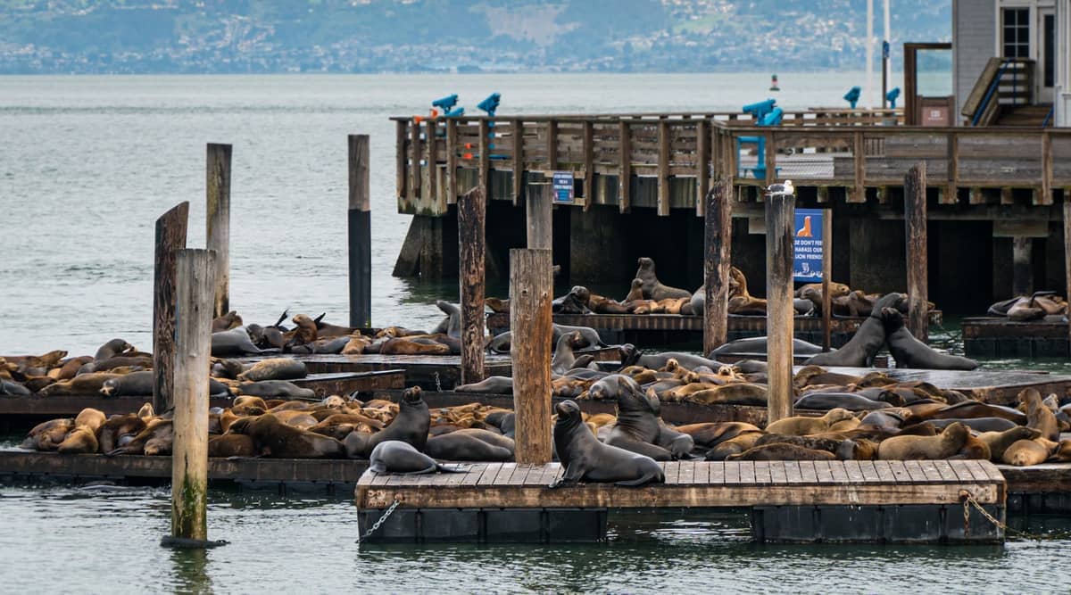 Decenas de leones marinos descansan sobre muelles flotantes de madera junto a un embarcadero en Fisherman's Wharf, con agua y colinas visibles al fondo.