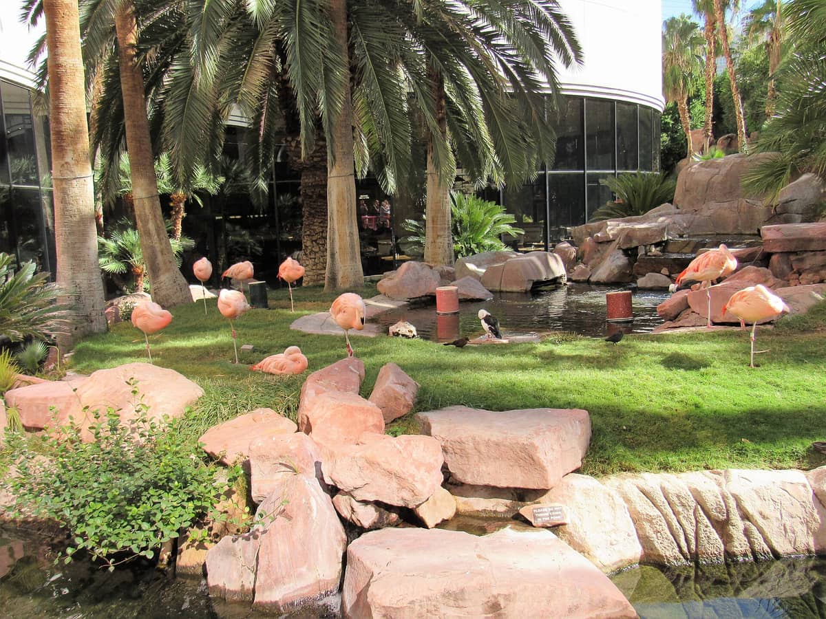 มุมกว้างของ Flamingo Wildlife Habitat ในลาสเวกัส มีฝูงฟลามิงโกยืนอยู่บนสนามหญ้าเขียว ท่ามกลางต้นปาล์ม โขดหิน และสระน้ำข้างอาคารโมเดิร์น