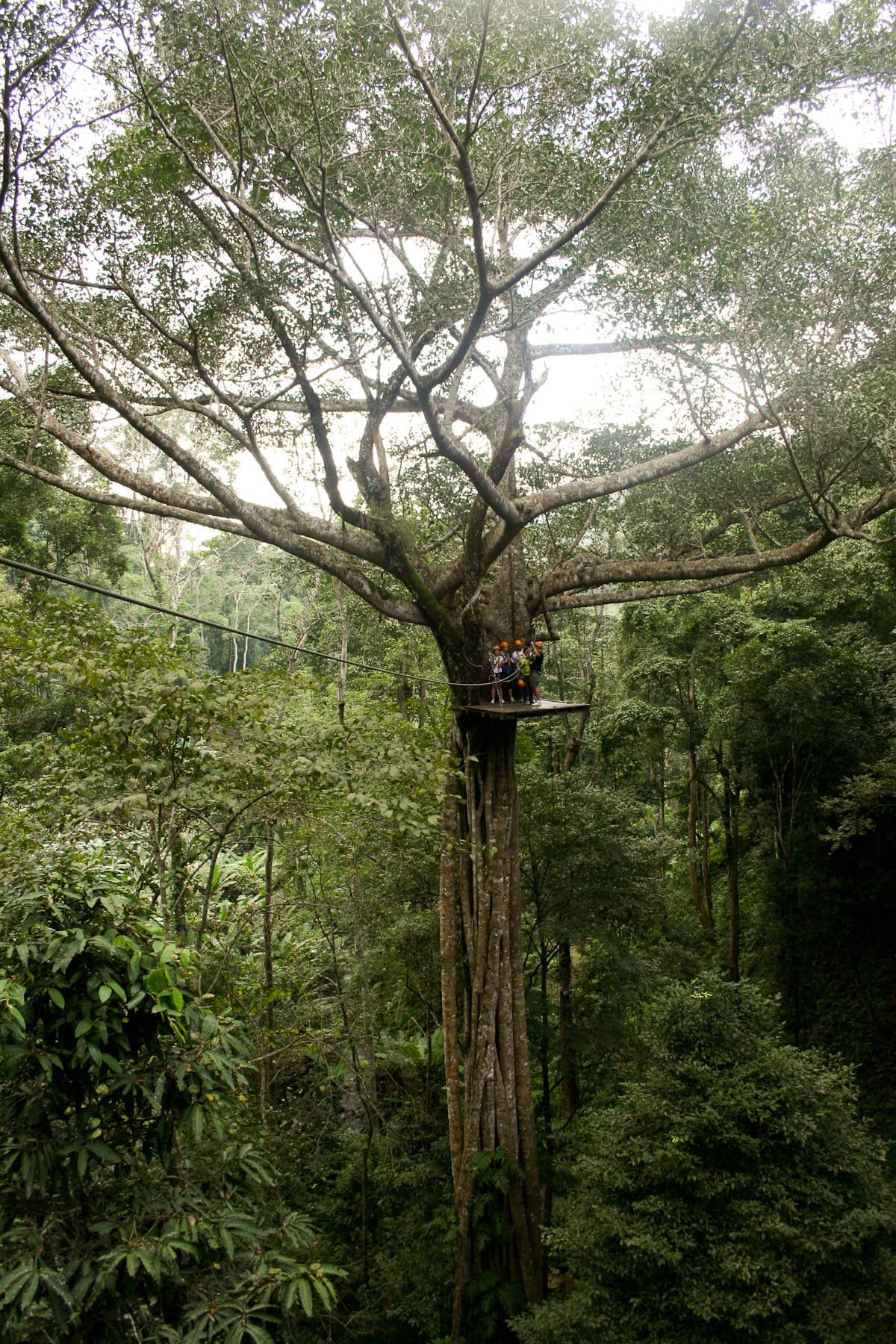 Một nhóm người đứng trên nền gỗ của đường trượt zipline trên cao trong tán cây rậm rạp tại Flight of the Gibbon, Chiang Mai.