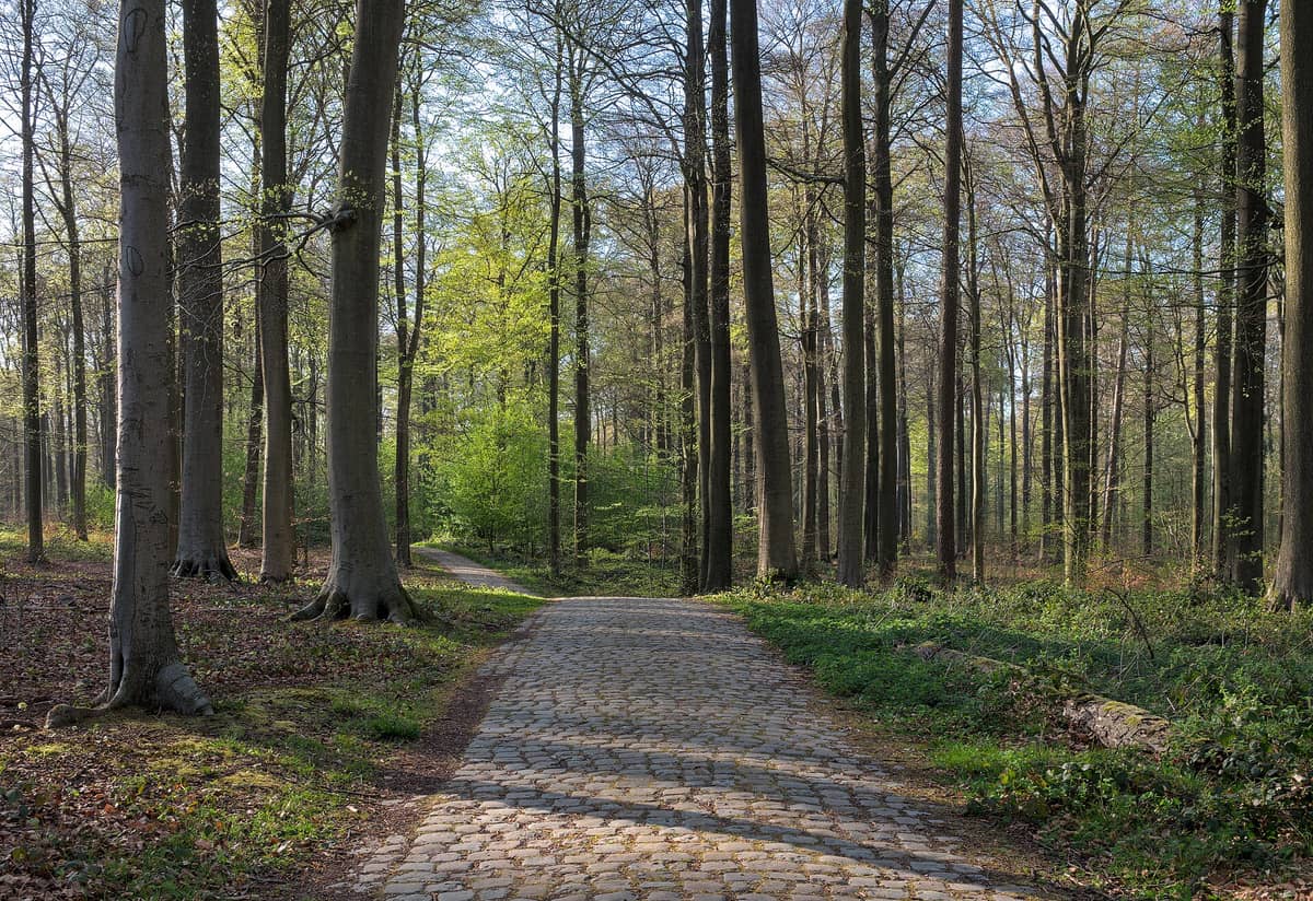 Caminho largo de pedras curvilíneo entre faias altas na Forêt de Soignes, com folhagem verde fresca de primavera e luz solar filtrada pela copa das árvores.