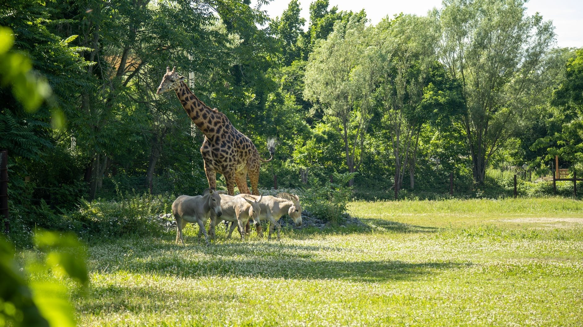 Una giraffa e delle zebre in piedi su un prato soleggiato, circondato da alberi frondosi, al Franklin Park Zoo di Boston.