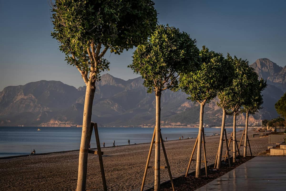 A waterfront promenade with young trees lining a sandy beach, mountains in the background, and calm sea at sunset in Antalya.