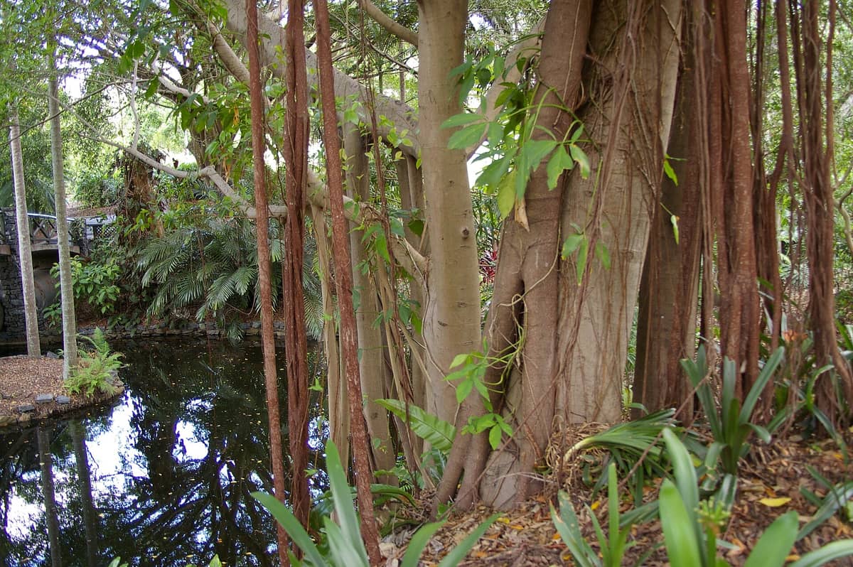 Árboles vibrantes con raíces expuestas y enredaderas junto a un estanque reflectante en Brisbane City Botanic Gardens.