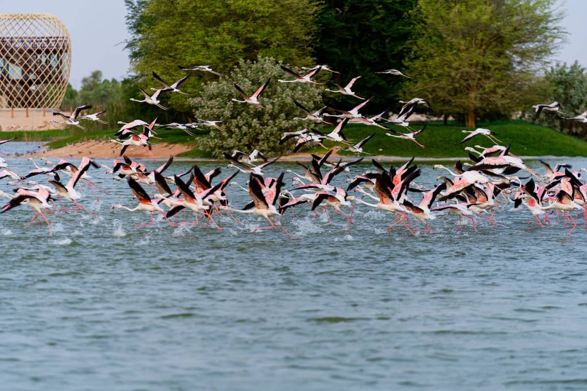 Ein großer Schwarm Flamingos hebt über einem See ab, umgeben von Grünflächen und einer markanten hölzernen Parkstruktur, die auf ein Wildschutzgebiet in Dubai hindeutet