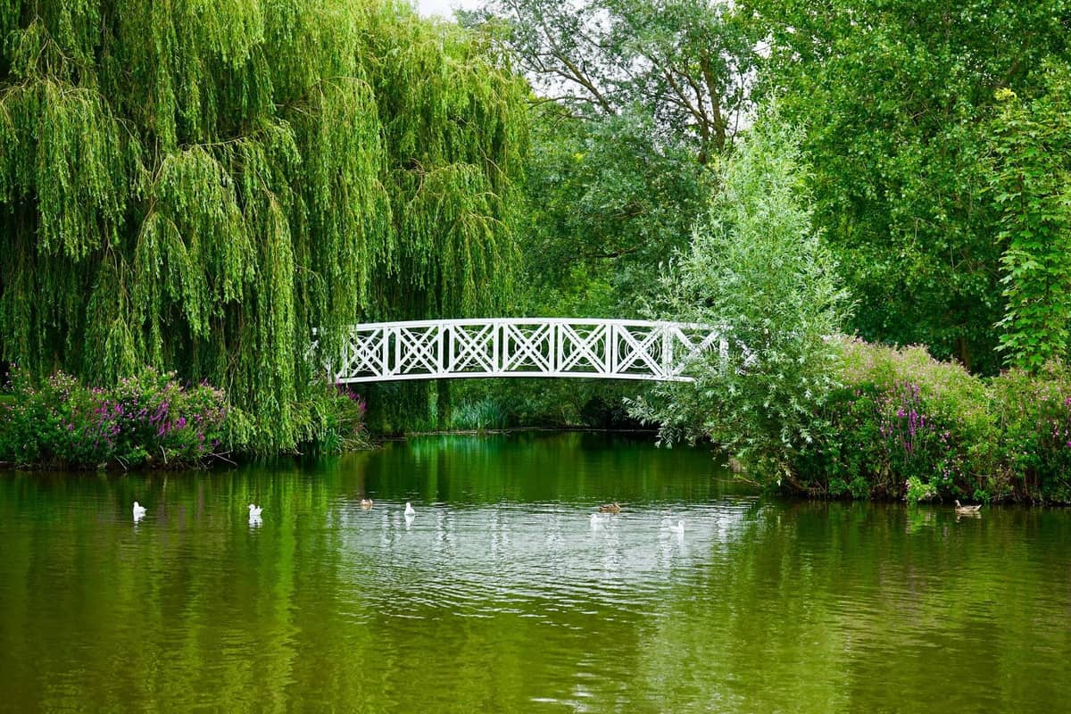 Ein üppig grüner Park in Dublin mit einer weißen Fußgängerbrücke über einen ruhigen Teich, umgeben von Bäumen und schwimmenden Enten.