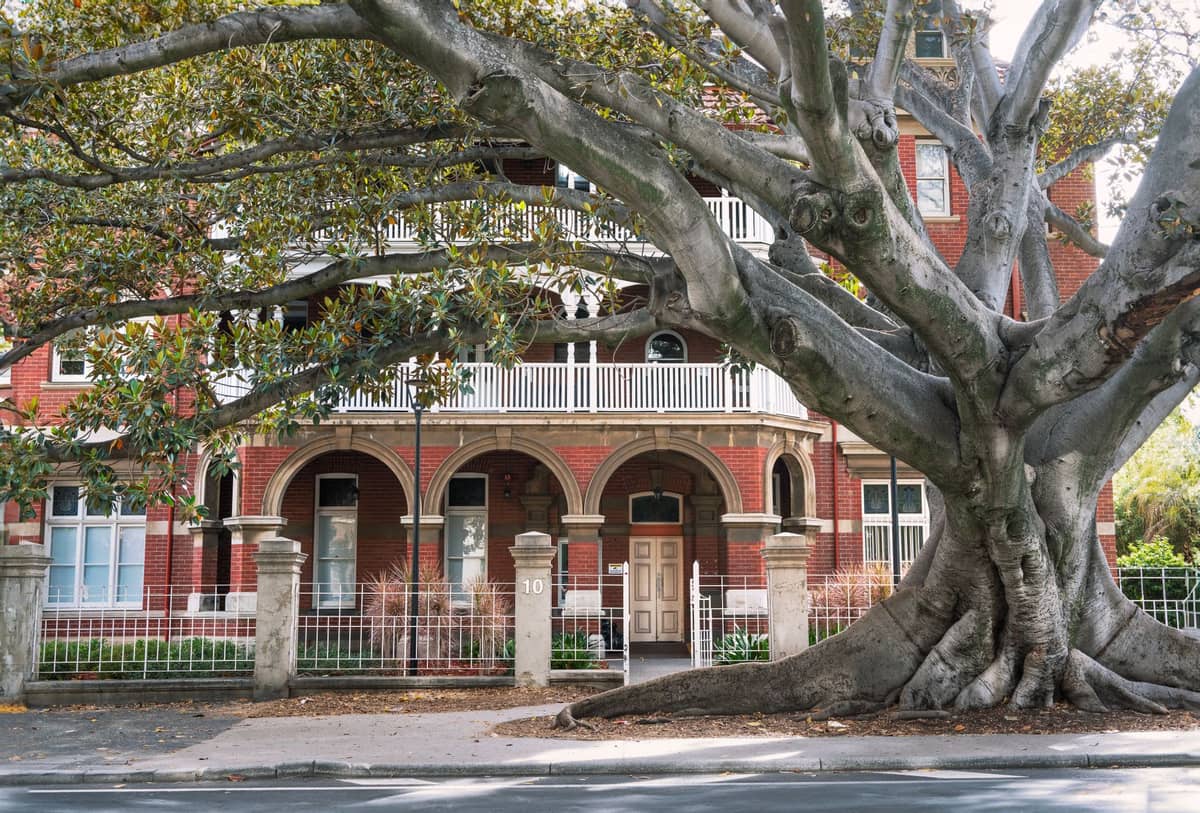Gran árbol patrimonial con ramas extendidas frente a un histórico edificio de ladrillo rojo con arcos, balcones y arquitectura de época en una escena callejera de Perth.