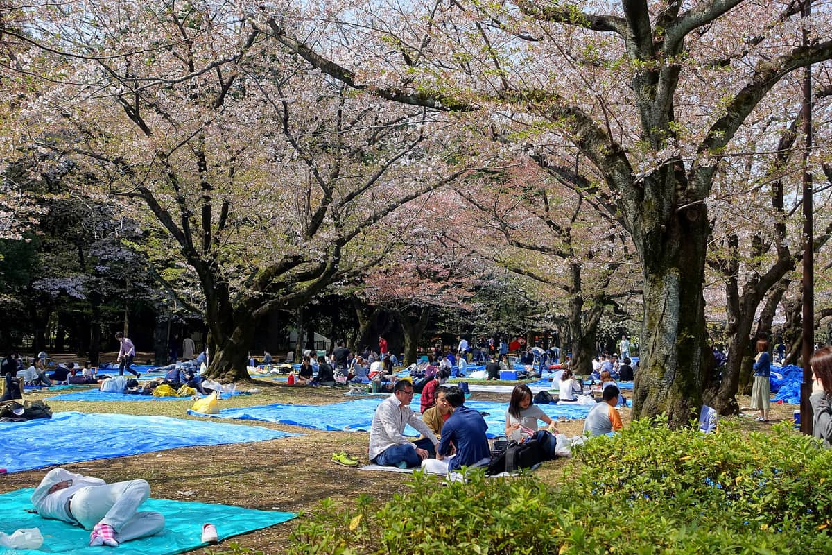 Many people picnicking under cherry trees in a large Tokyo park during cherry blossom season, blue tarps and blossoming branches visible.