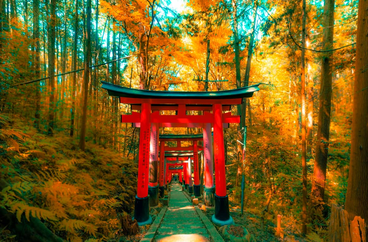 Several vibrant red torii gates forming a tunnel-like path through colorful autumn forest, a signature scene from the Fushimi Inari hike in Kyoto, Japan.
