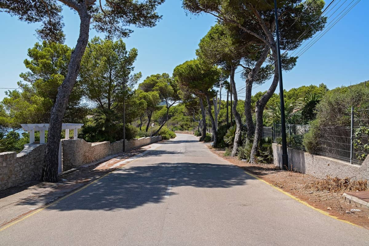 Sunny road lined with pine trees and stone walls, typical of Ibiza’s quieter rural routes.