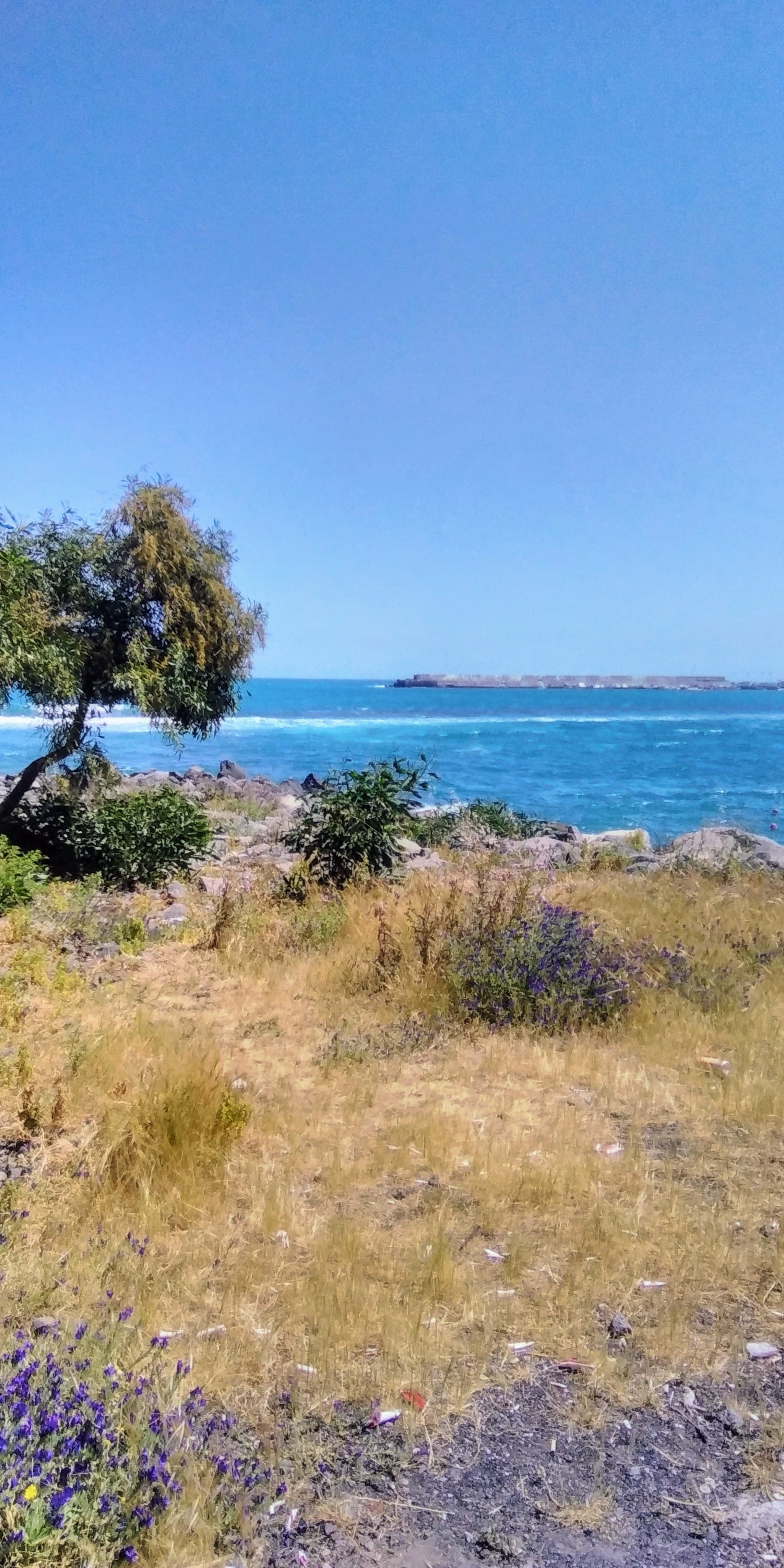 Küstenszene in Giardini Naxos mit trockenem Gras, vereinzelten Wildblumen, felsigem Ufer, kleinen Bäumen und dem strahlend blauen Ionischen Meer unter klarem Himmel.