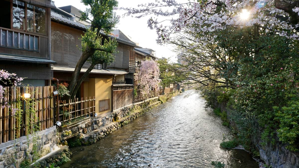 Cherry blossoms and traditional wooden machiya townhouses line the Shirakawa canal in Kyoto's historic Gion district during a bright spring day.