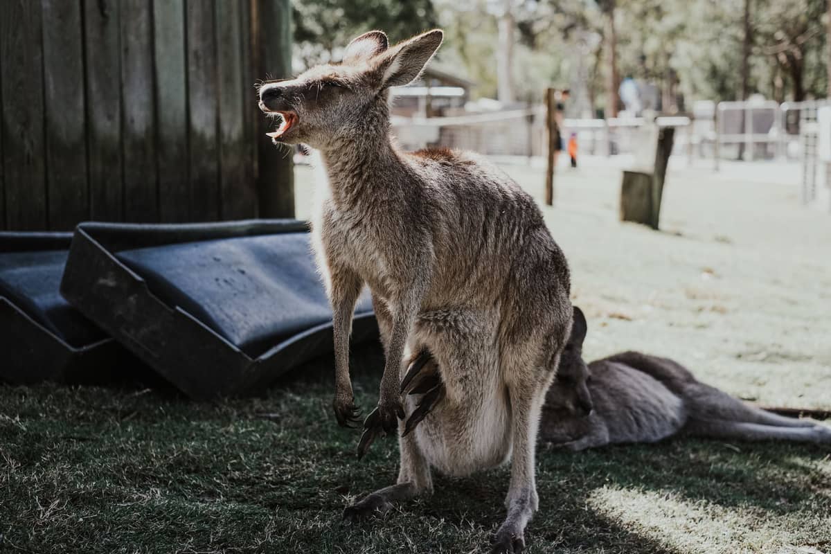 A kangaroo stands alert in a shaded enclosure at a wildlife park, with grassy ground, shadows, and fencing in the background.