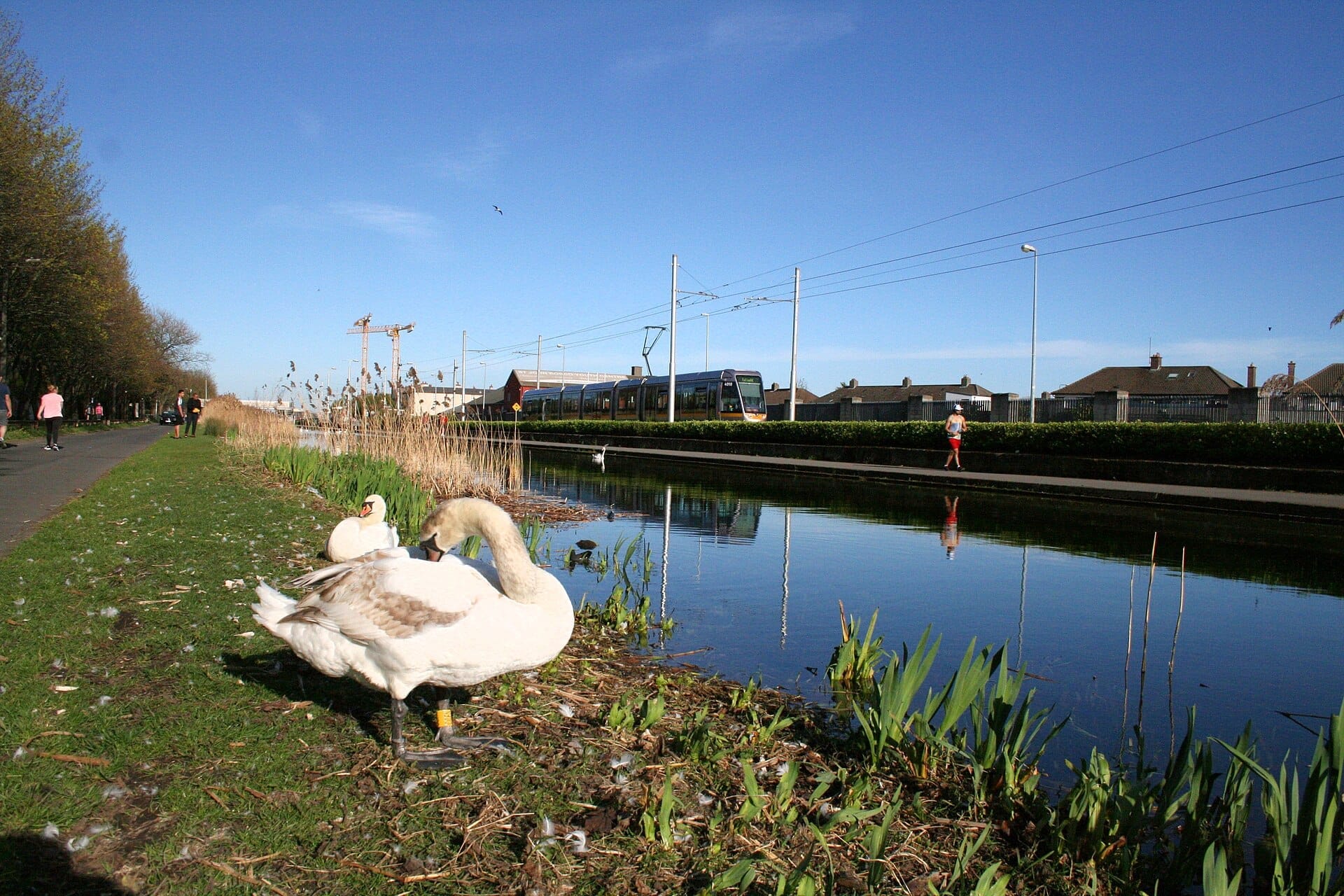 Due cigni riposano accanto al Grand Canal di Dublino, con passanti, un tram e case riflessi sotto un cielo azzurro limpido.