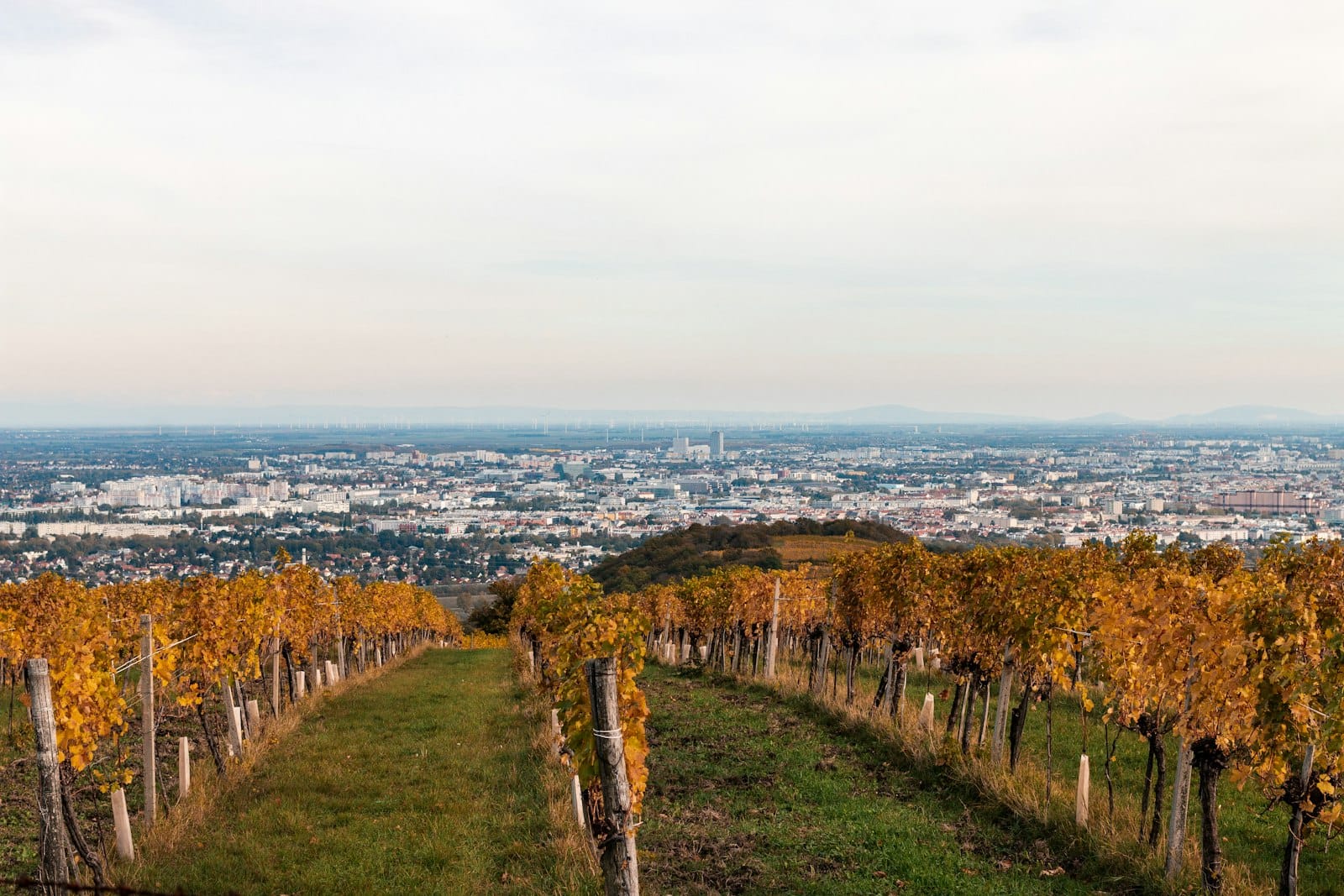 Weinberge mit goldgelbem Herbstlaub, die sich zur Wiener Stadtsilhouette hin erstrecken – ländliches Weinland trifft urbane Kulisse unter einem ruhigen Himmel.