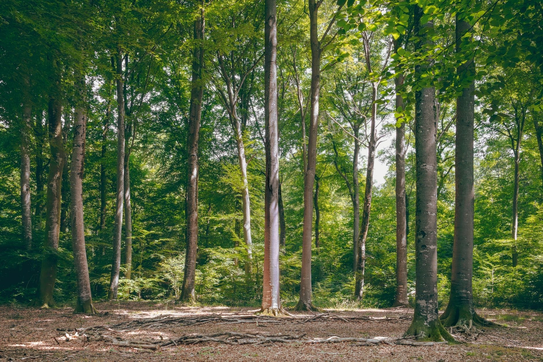 Scena boschiva illuminata dal sole nella foresta di Grunewald: alberi alti e verdi, un sottobosco rigoglioso e un'atmosfera naturale e silenziosa che invita all'esplorazione.