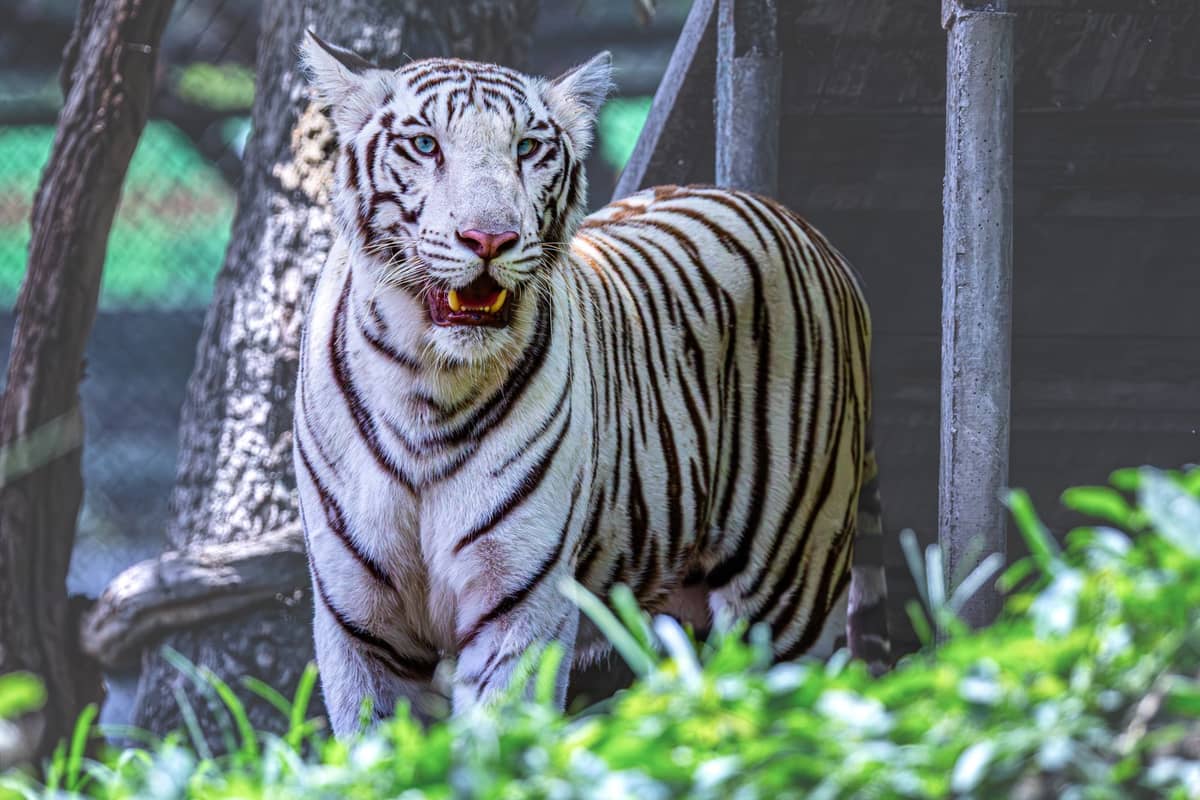 White tiger standing alert in a green, enclosed zoo area with some visible fencing and trees behind.