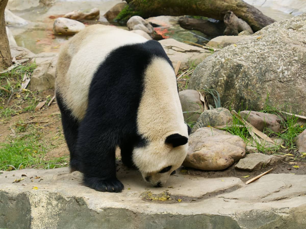 Giant panda walking and grazing on rocks and grass inside an outdoor enclosure at Guangzhou Zoo on a cloudy day.