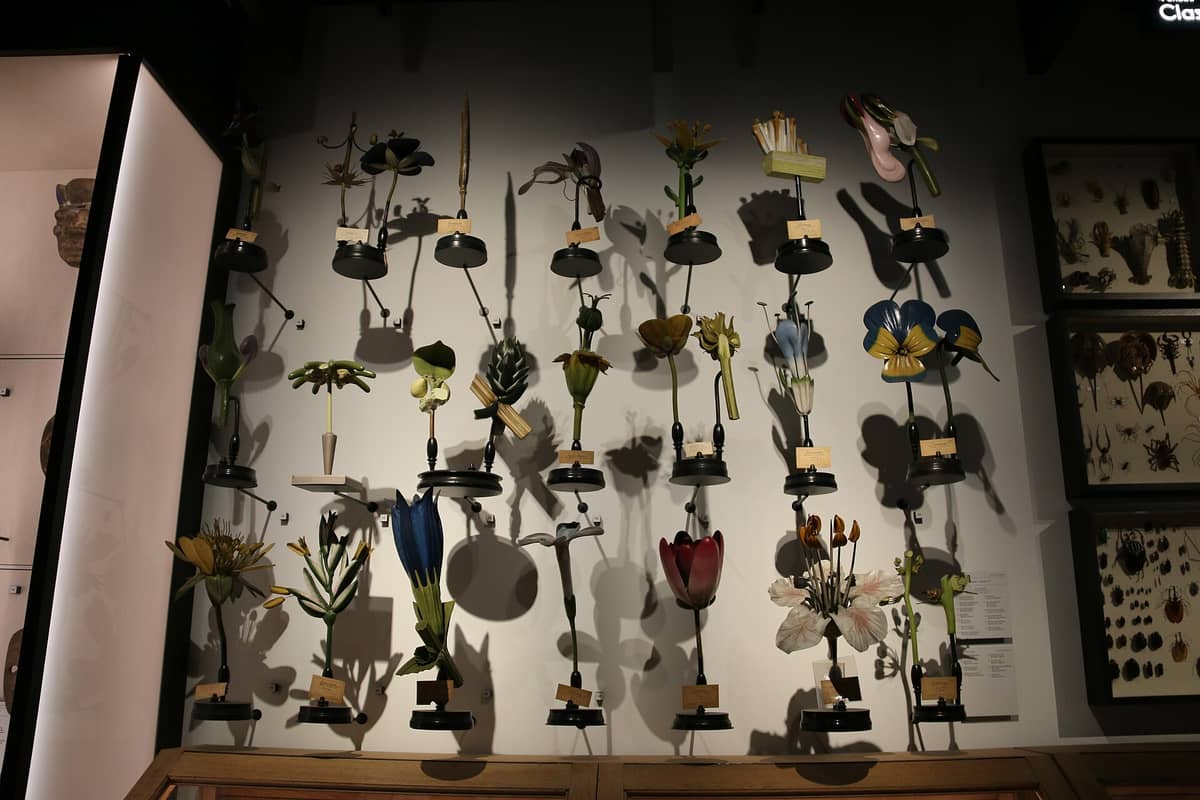 Display of botanical plant models inside Ghent University Museum, representing the museum’s science and natural history focus.