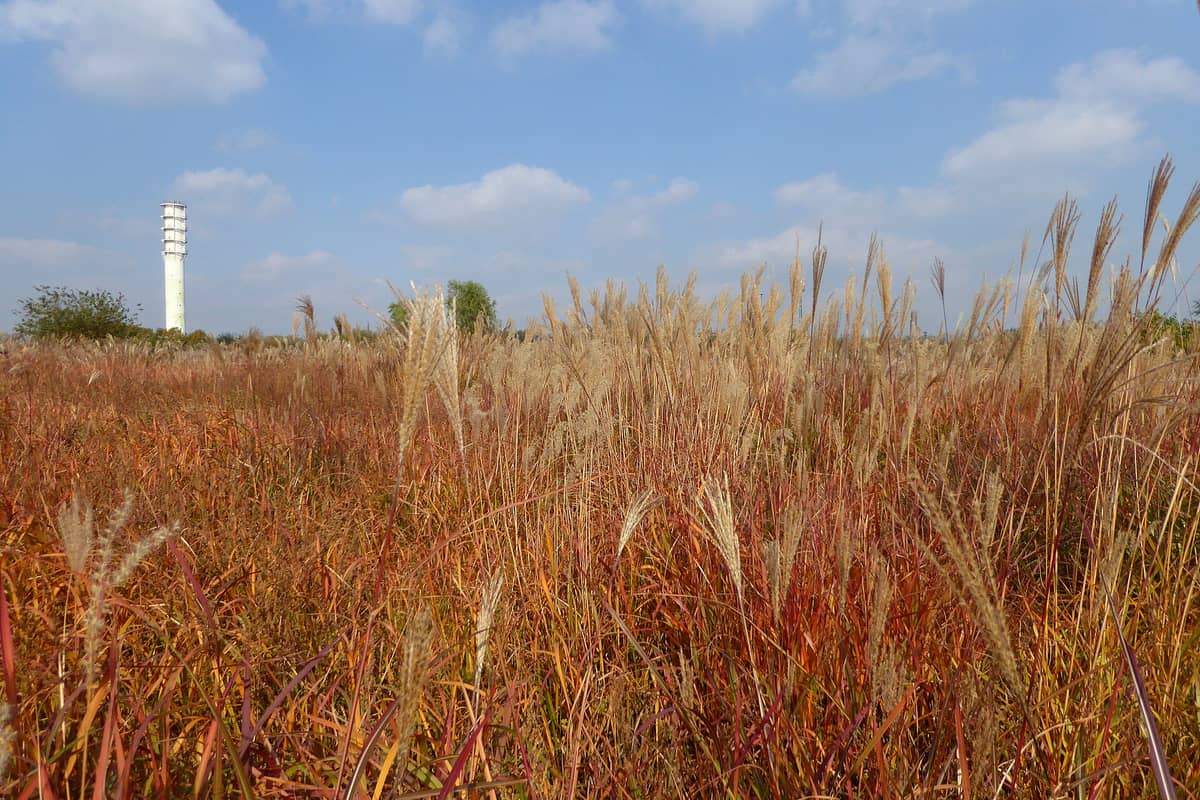 Amplos campos de capim-prata no outono no Haneul Park sob um céu azul, com a icônica torre de observação branca do parque visível ao fundo.