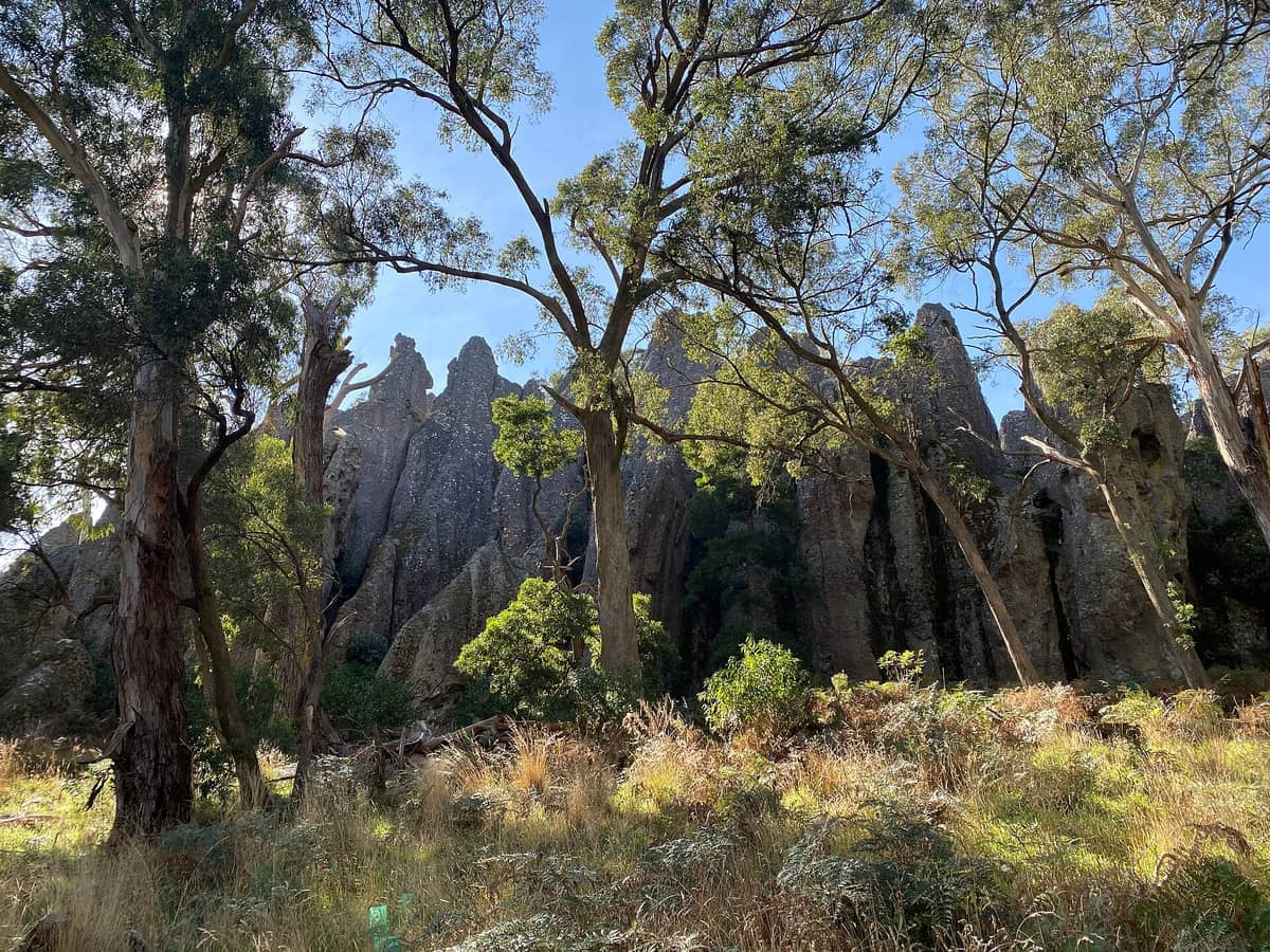 Hohe Eukalyptusbäume und raue vulkanische Felsformationen im Hanging Rock Reserve unter strahlend blauem Himmel in den Macedon Ranges.