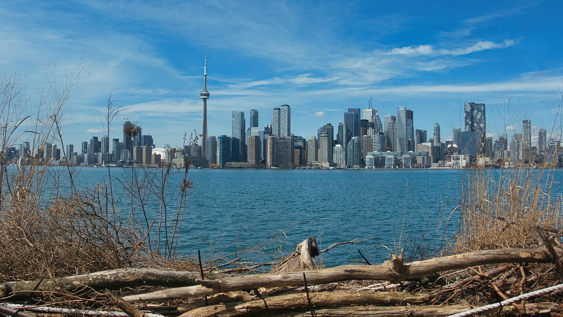 วิวกว้างเส้นขอบฟ้าโตรอนโตจาก Toronto Islands เห็น CN Tower น้ำทะเลสาบสีฟ้าเบื้องหน้า มีเศษไม้ลอยน้ำ กอหญ้าทราย และท้องฟ้าสดใส
