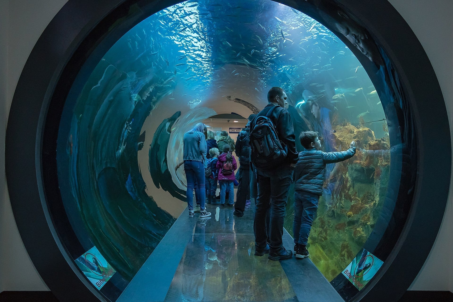 Besucher gehen durch einen geschwungenen Glastunnel, umgeben von bunten Fischen und blauem Wasser im Haus des Meeres in Wien.