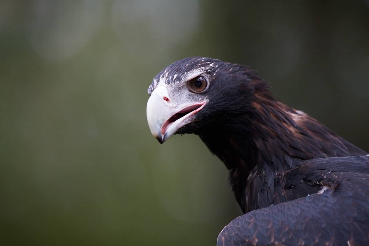 Primer plano de un águila de cola en cuña con el pico abierto, fotografiada en el Healesville Sanctuary, que muestra el detalle de sus plumas marrones y sus rasgos afilados.