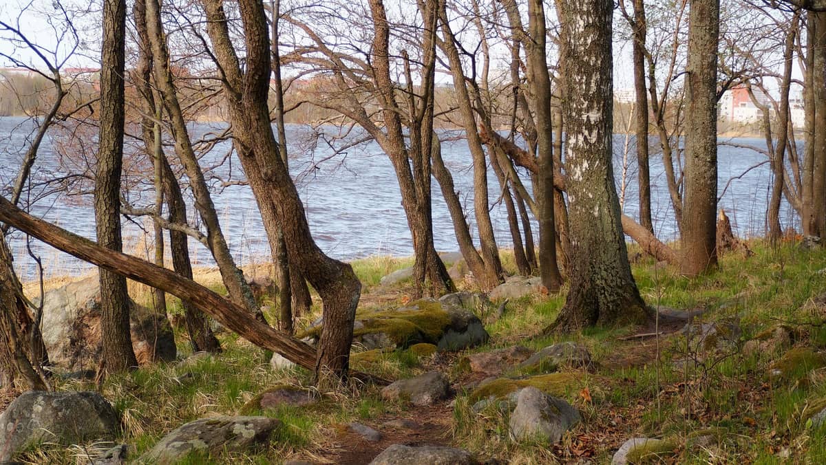 Árvores sem folhas à beira de um lago com manchas de grama verde, rochas e luz do início da primavera em Helsinki.
