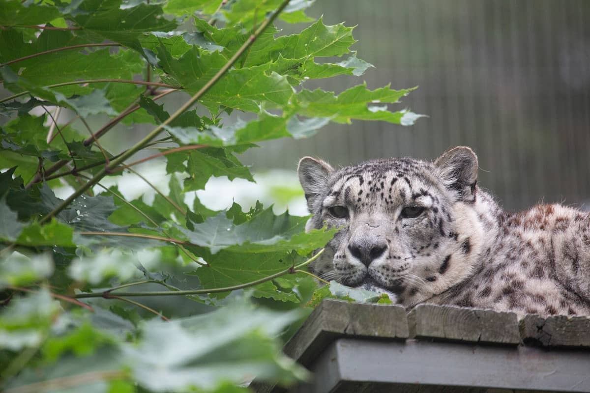 Um leopardo-das-neves descansando sobre uma plataforma de madeira, parcialmente escondido por folhas verdes, no Jardim Zoológico de Helsínquia na ilha de Korkeasaari.