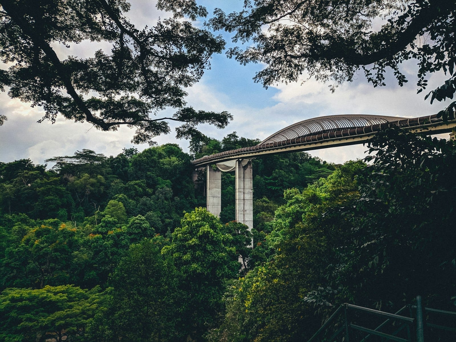 สะพาน Henderson Waves ลอยเหนือแนวต้นไม้เขียวขจี มีกิ่งไม้เป็นกรอบภาพ ท้องฟ้ามีพลัง และโครงสร้างรูปคลื่นเห็นได้ชัดเจน