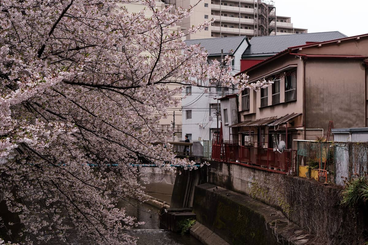 Cherry blossoms overhanging a narrow canal lined with older residential buildings in a quiet Tokyo neighborhood.