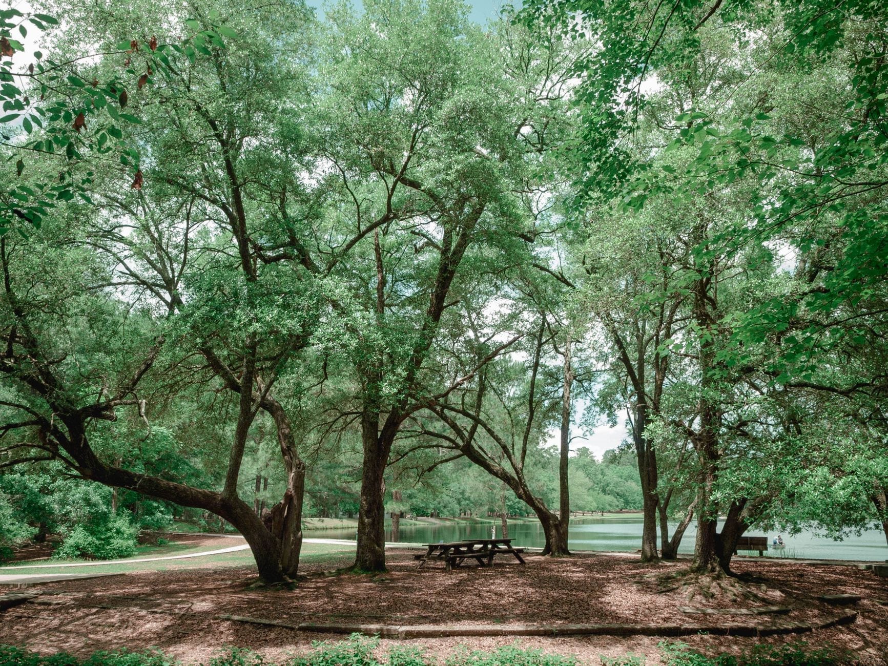 Parque sombreado con grandes árboles frondosos, mesas de picnic y un sendero junto a un lago tranquilo en una amplia zona verde.
