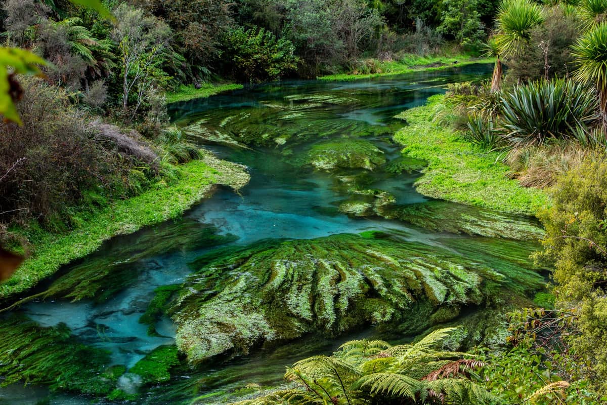 Eine leuchtend grüne Quelle mit kristallklarem blauen Wasser, üppiger Vegetation und Farnen, die an die Landschaften in der Nähe von Hobbiton in Neuseeland erinnert.