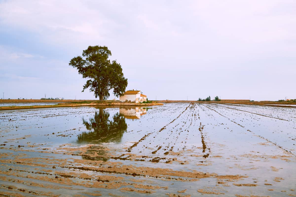 Campo agrícola inundado con una casa de campo y un gran árbol, reflejados en el agua bajo un cielo suave, típico de las fértiles llanuras de Valencia en verano.