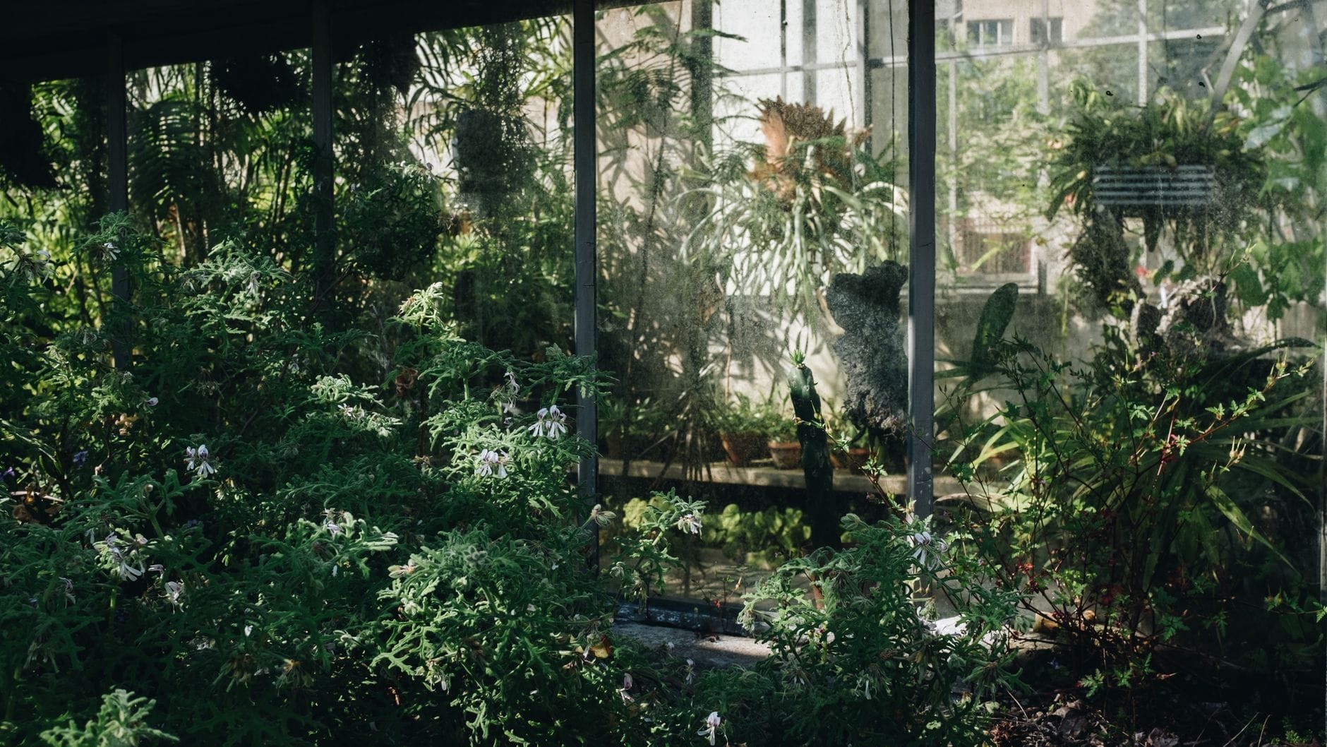 Interior exuberante de un invernadero lleno de diversas plantas tropicales y subtropicales, con la luz del sol filtrándose por las ventanas de cristal, capturando la maravilla botánica del histórico Hortus Botanicus de Ámsterdam.