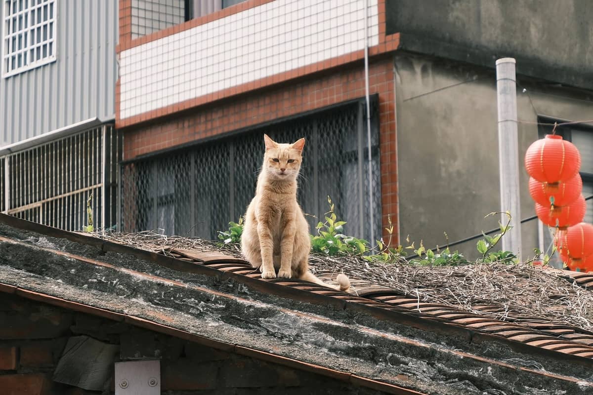 Eine orangefarbene Katze sitzt auf einem Fliesendach im Houtong Katzendorf, im Hintergrund rote Laternen und Gebäude.