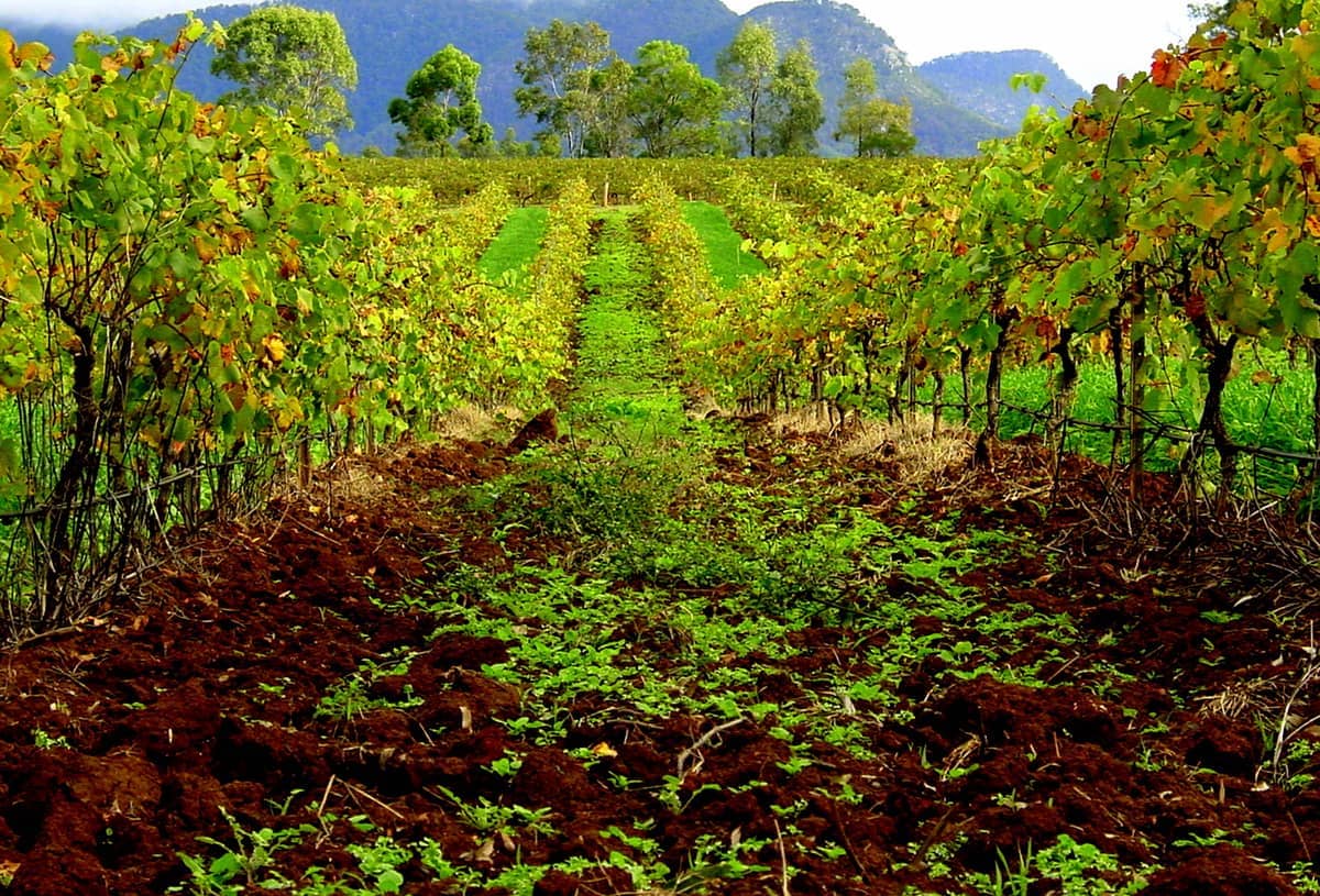 Hileras de vides en la Región Vinícola de Hunter Valley se extienden hacia árboles verdes y lejanas montañas azules bajo un cielo nublado.